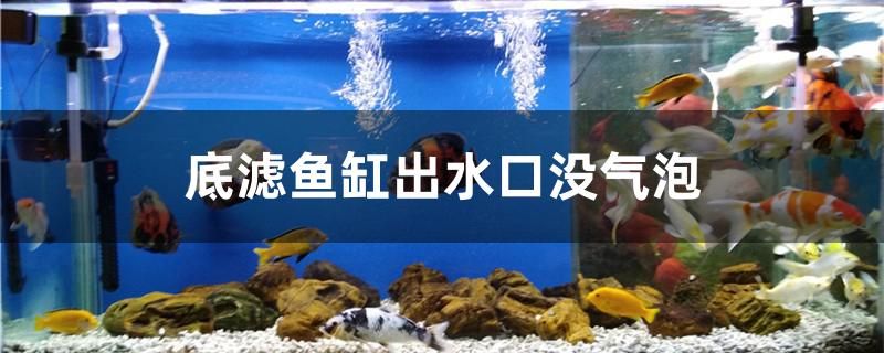 底濾魚缸出水口沒氣泡有哪些原因 噴點菠蘿魚