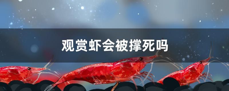 觀賞蝦會(huì)被撐死嗎 黑桃A魚苗