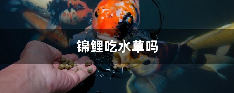 錦鯉吃水草嗎 白子紅龍魚