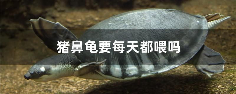 豬鼻龜要每天都喂嗎 進(jìn)口元寶鳳凰魚(yú)