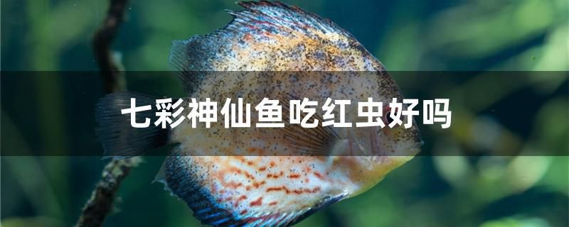 七彩神仙魚吃紅蟲好嗎