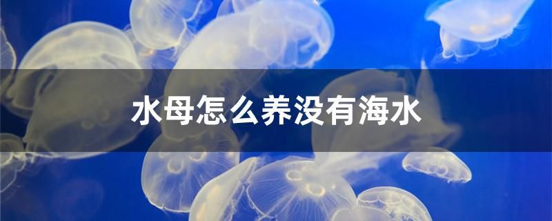 水母怎么養(yǎng)沒有海水 紅眼黃化幽靈火箭魚|皇家火箭魚