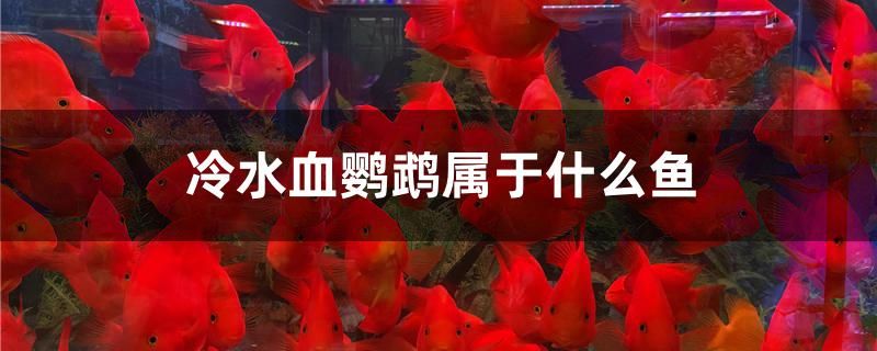 冷水血鸚鵡屬于什么魚