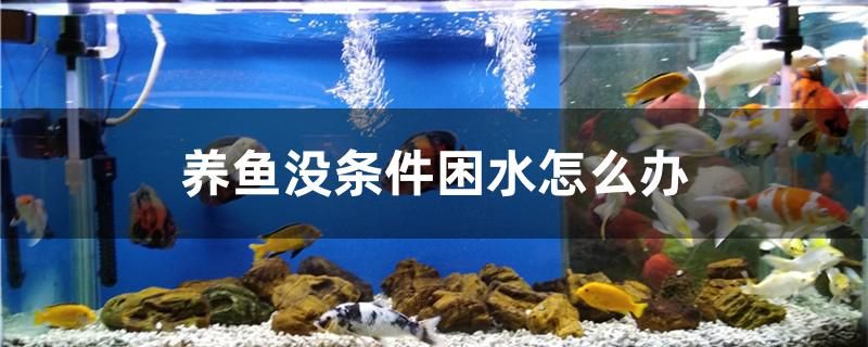 養(yǎng)魚沒條件困水怎么辦 檸檬鯽