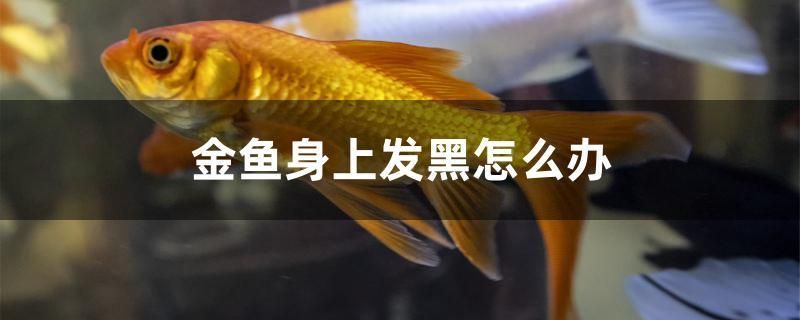 金魚身上發(fā)黑怎么辦 撒旦鴨嘴魚