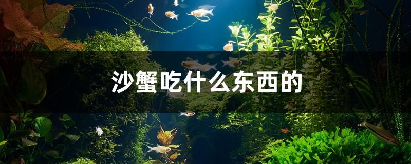 沙蟹吃什么東西的 白子銀龍苗（黃化銀龍苗）