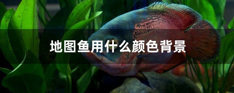 地圖魚(yú)用什么顏色背景 潛水艇魚(yú)