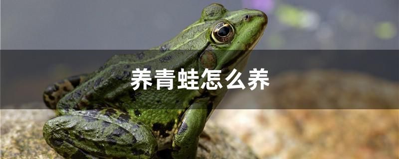 養(yǎng)青蛙怎么養(yǎng)