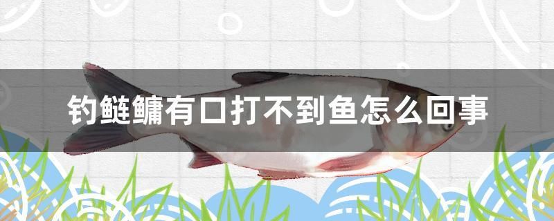 釣鰱鳙有口打不到魚怎么回事