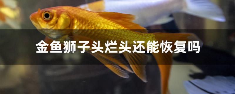 金魚獅子頭爛頭還能恢復(fù)嗎 狗仔（招財(cái)貓)魚苗