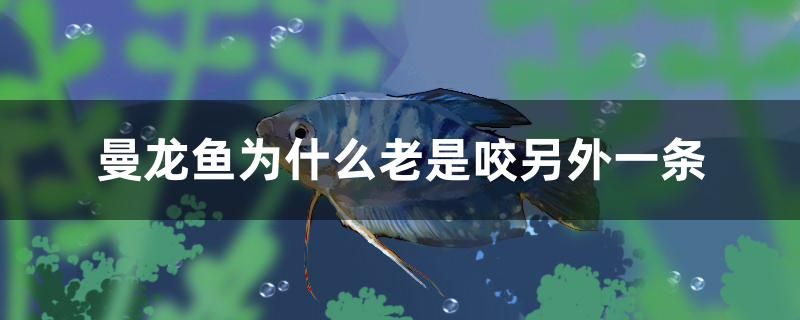 曼龍魚為什么老是咬另外一條