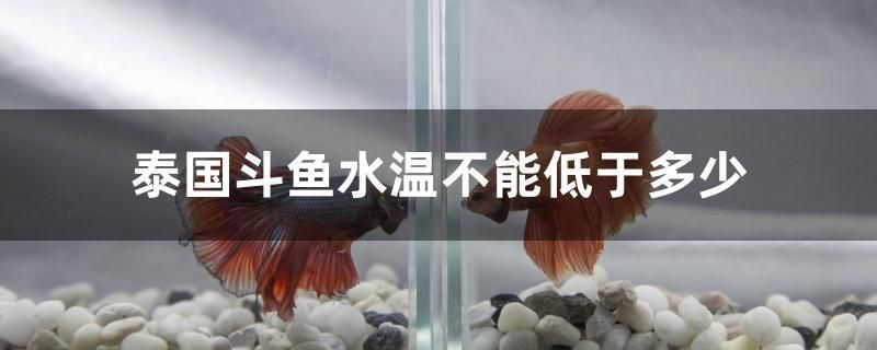 泰國(guó)斗魚(yú)水溫不能低于多少