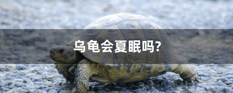 烏龜會夏眠嗎？ 巴西亞魚