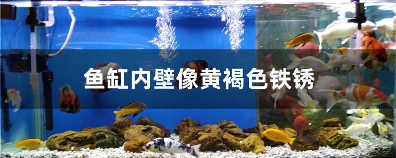 魚缸內(nèi)壁像黃褐色鐵銹是什么 黑影道人魚