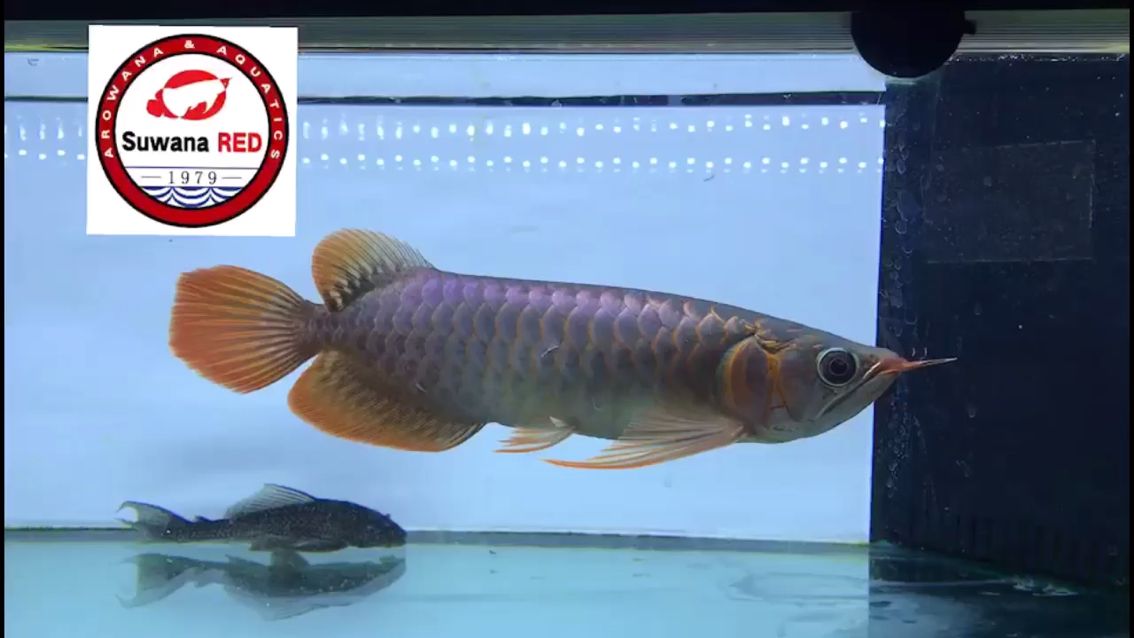 成都魚(yú)缸廠家有哪些廠子招工信息（成都的魚(yú)缸批發(fā)市場(chǎng)在哪） 巨骨舌魚(yú) 第2張