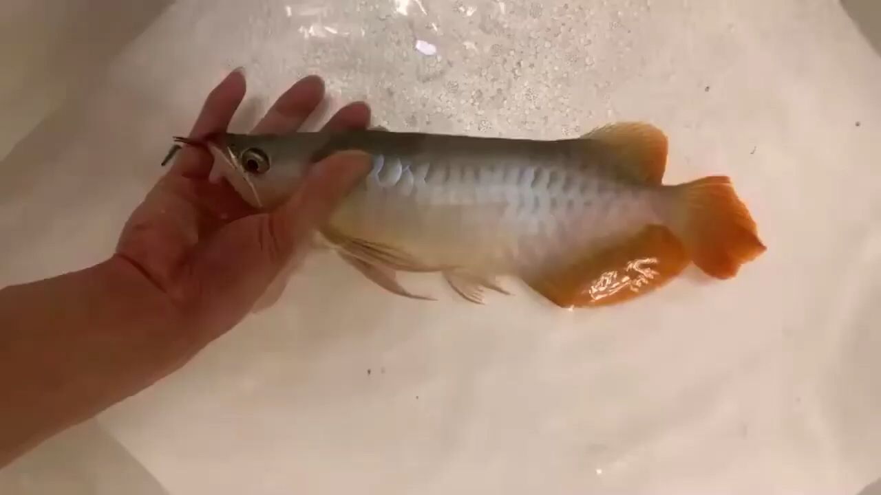 蘇州園林氣派 觀賞魚(yú)論壇