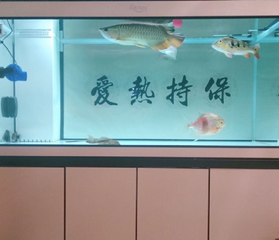 打卡:戒煙養(yǎng)魚。怎樣的結局才會不被人彈劾 觀賞魚論壇 第4張