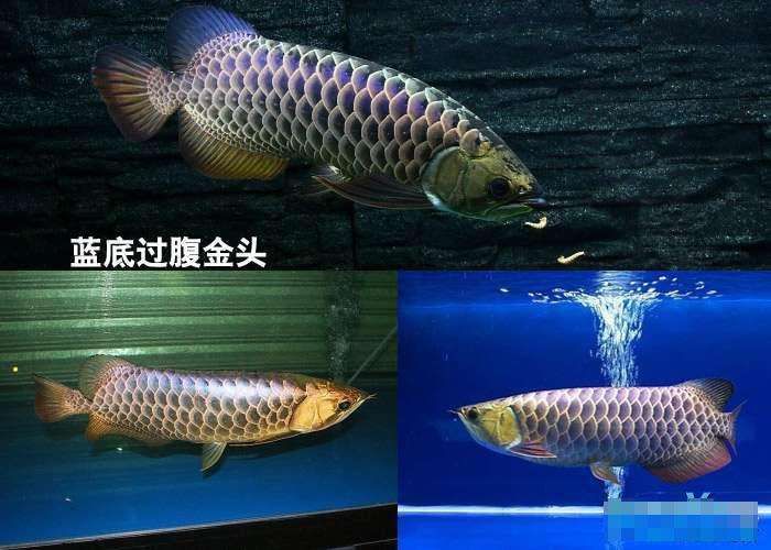 金龍魚怎么看品相圖片(金龍魚怎么看是公還是母) 純血皇冠黑白魟魚