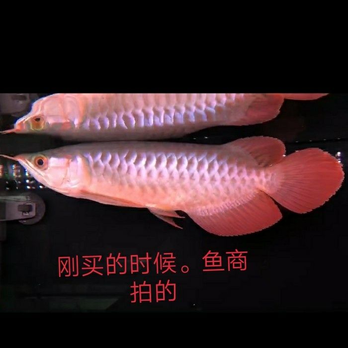 變/變/變/// 觀賞魚論壇 第1張