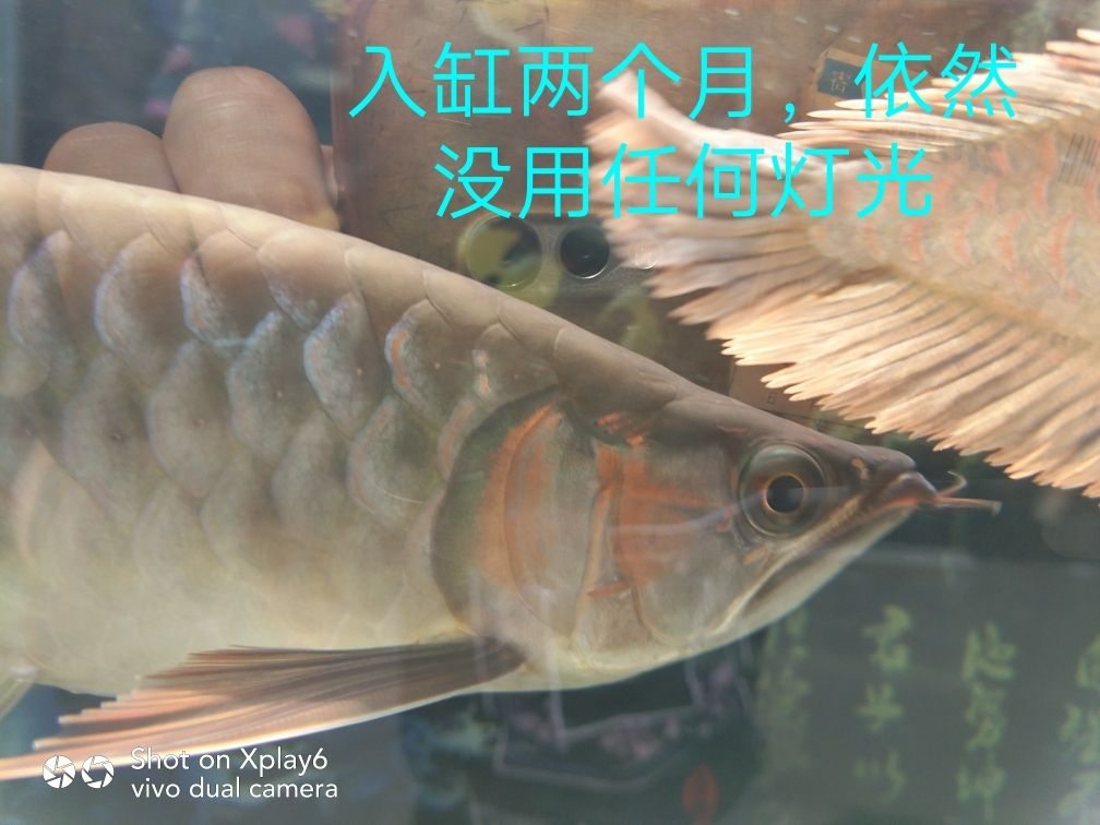 變/變/變/// 觀賞魚論壇 第3張