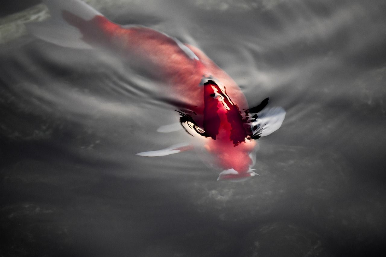 龍魚(yú)如何分公母圖解視頻（龍魚(yú)如何分公母圖解視頻教程） 帝王三間魚(yú) 第1張