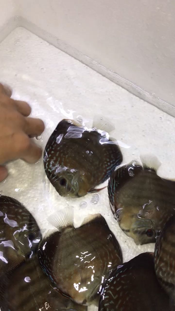 七彩神仙魚 觀賞魚論壇 第1張