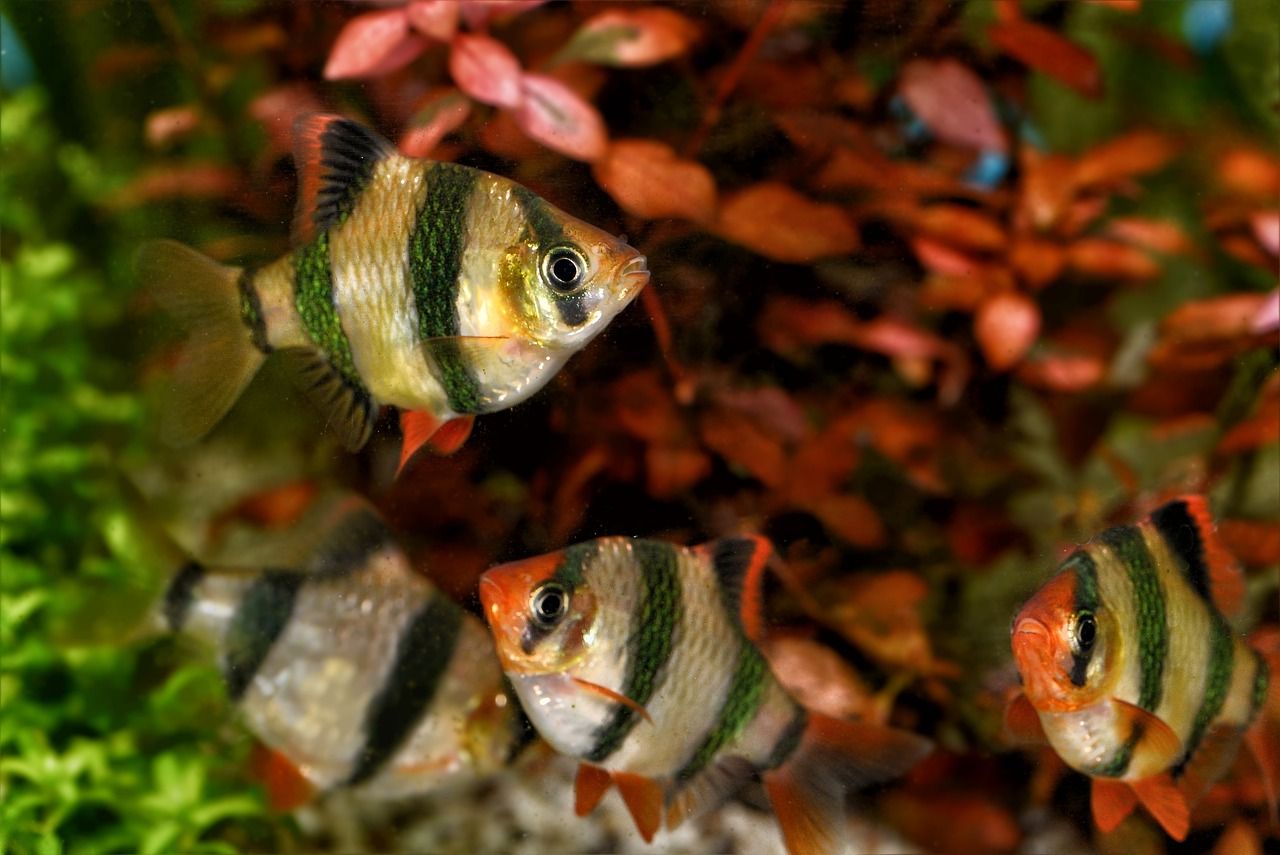 魚缸濾材哪個牌子好一點兒（魚缸濾材 品牌） 虎紋銀版魚 第1張