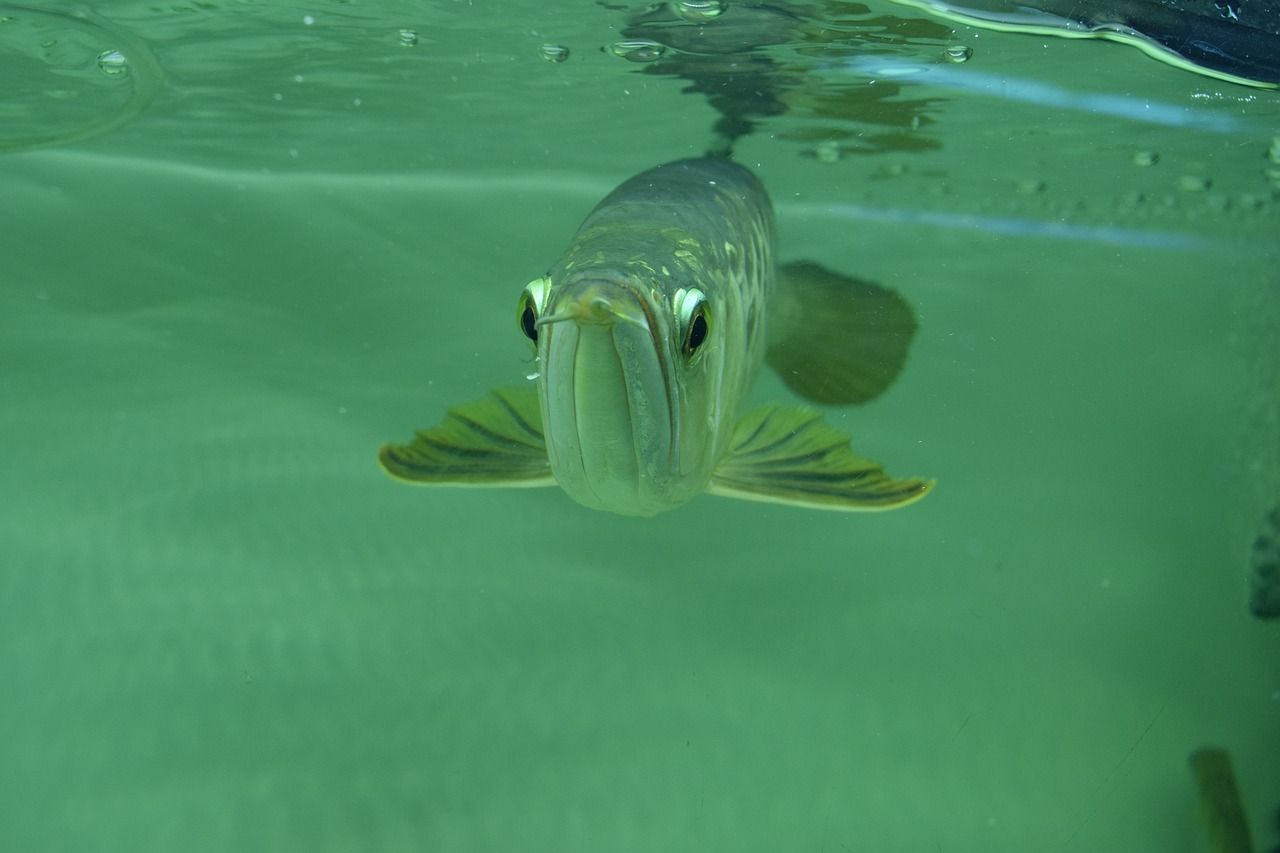 養(yǎng)一條金龍魚(yú)選多大魚(yú)缸較合適（養(yǎng)一條金龍魚(yú)需要多大魚(yú)缸） 銀古魚(yú)苗 第2張