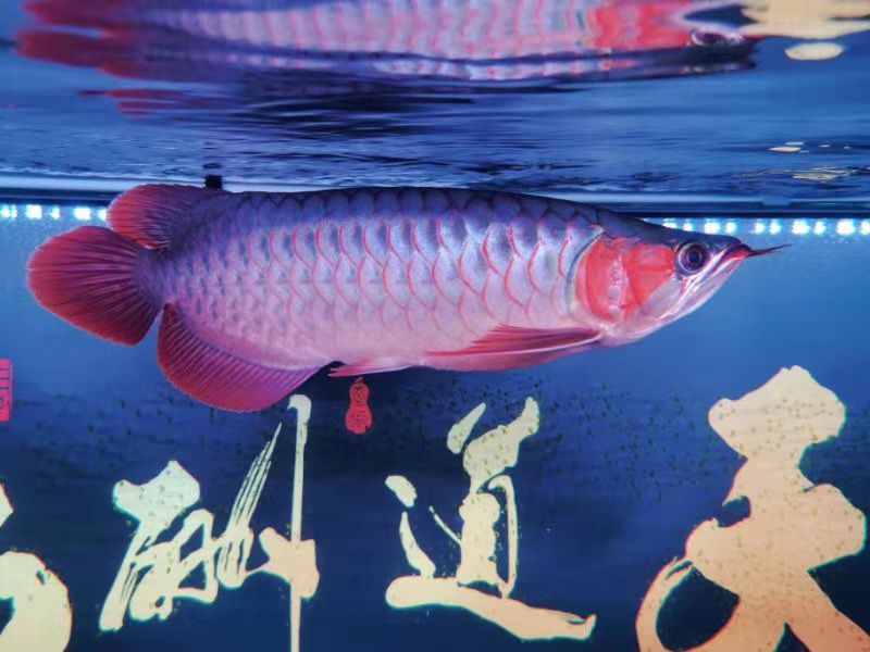 魚友反饋：飼養(yǎng)7個月得萬隆天王烈焰[色][色][色]