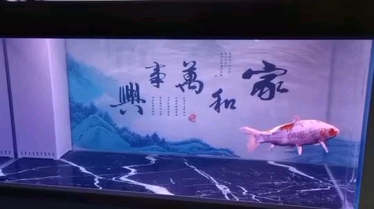 開缸養(yǎng)魚嘍