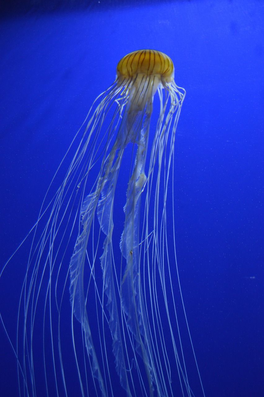 龍魚缸造景圖片高清圖（龍魚缸 造景）