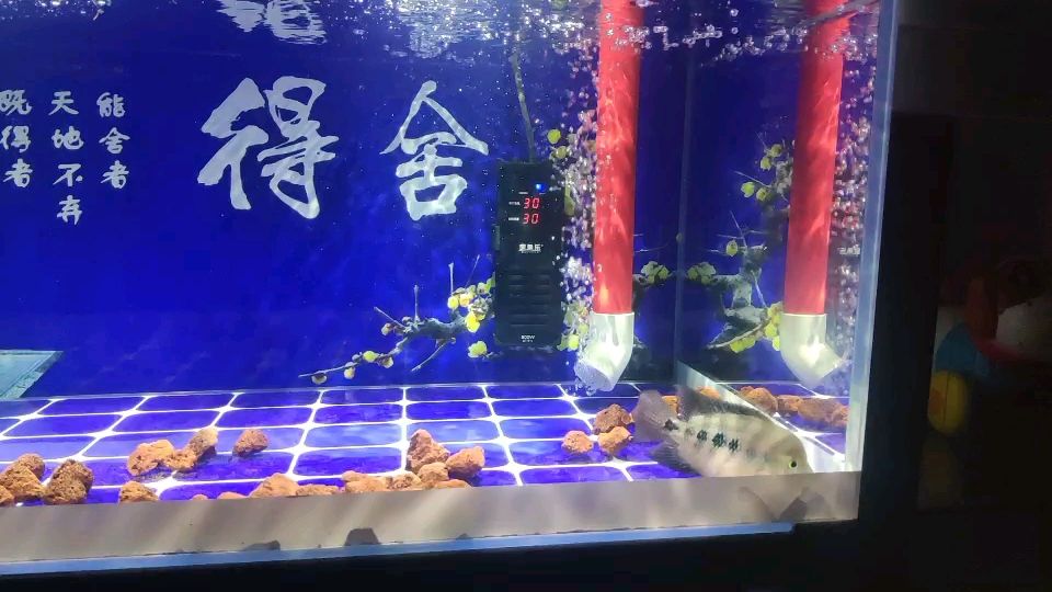 洛陽哪里有賣魚缸的實(shí)體店啊多少錢一個(gè)（ 洛陽魚缸批發(fā)市場(chǎng)在哪里） 龍魚之家