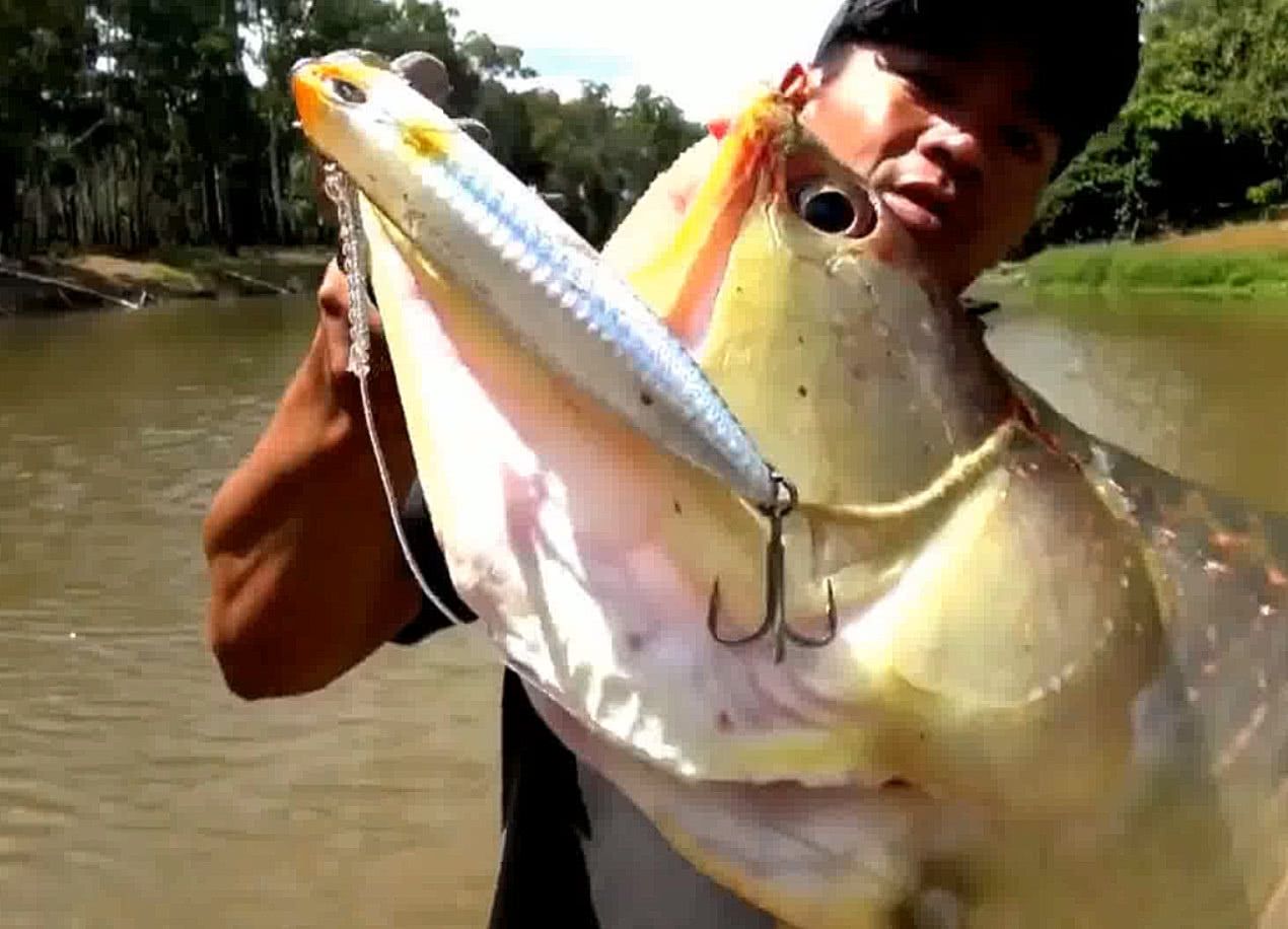 河北男子吃金龍魚事件(石家莊男子撈自家金龍魚蒸著吃) 七紋巨鯉魚 第2張