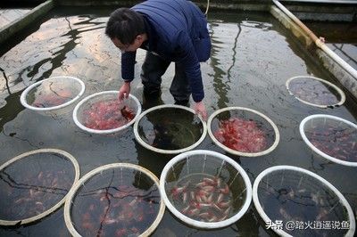 石雕龍魚圖片欣賞（石雕龍魚圖片欣賞大全）