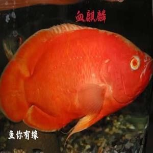 巨型紅龍魚視頻播放(巨型紅龍魚視頻播放全集) 黃金夢幻雷龍魚 第2張