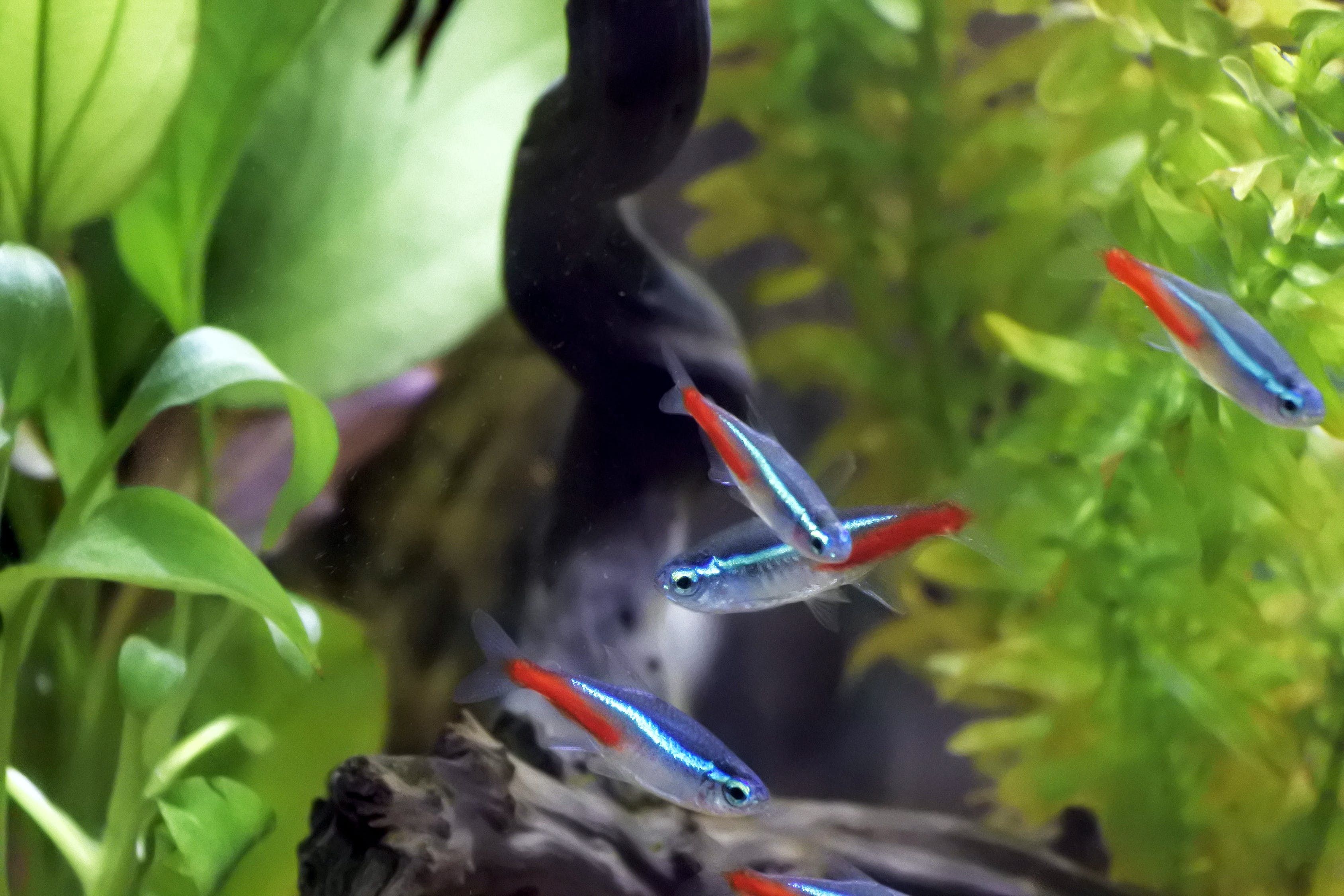 淡水小魚干倉(cāng)鼠金絲熊飼料荷蘭豬糧食烏龜刺猬食物幼成貓零食用品  博特水族 第2張