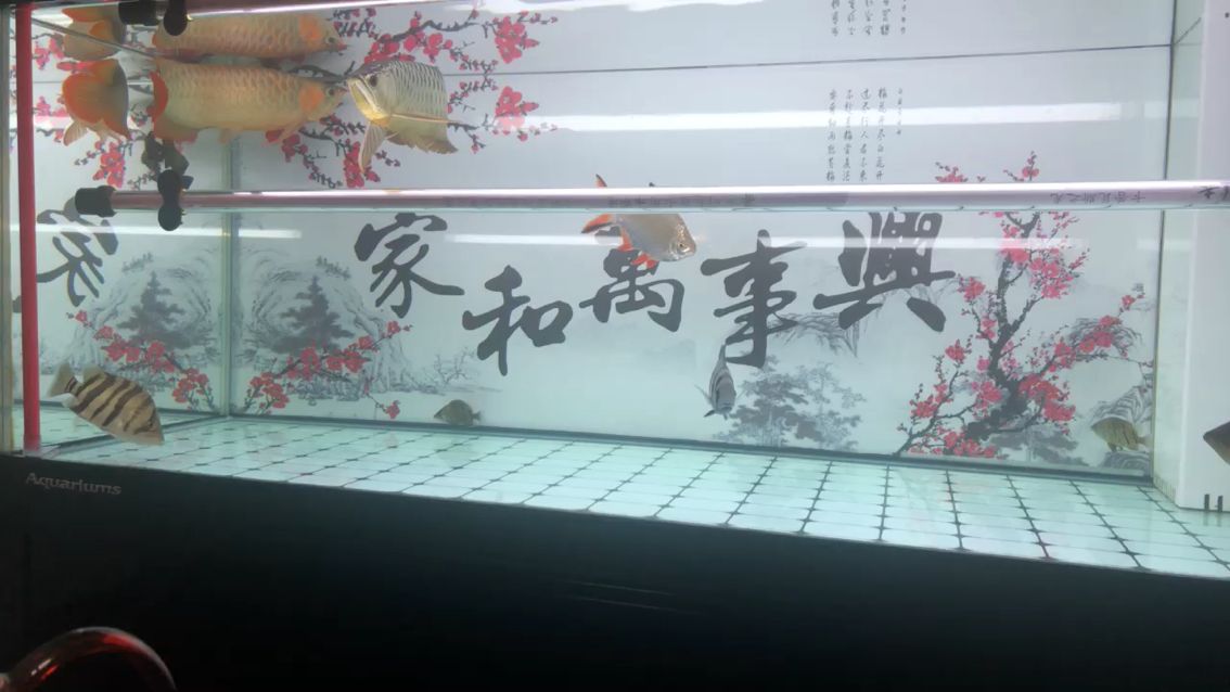 小紅龍，紅紅紅 觀賞魚論壇 第1張