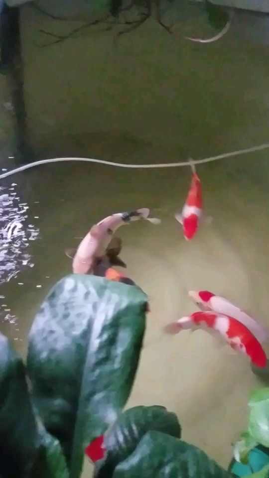 沒事看看魚