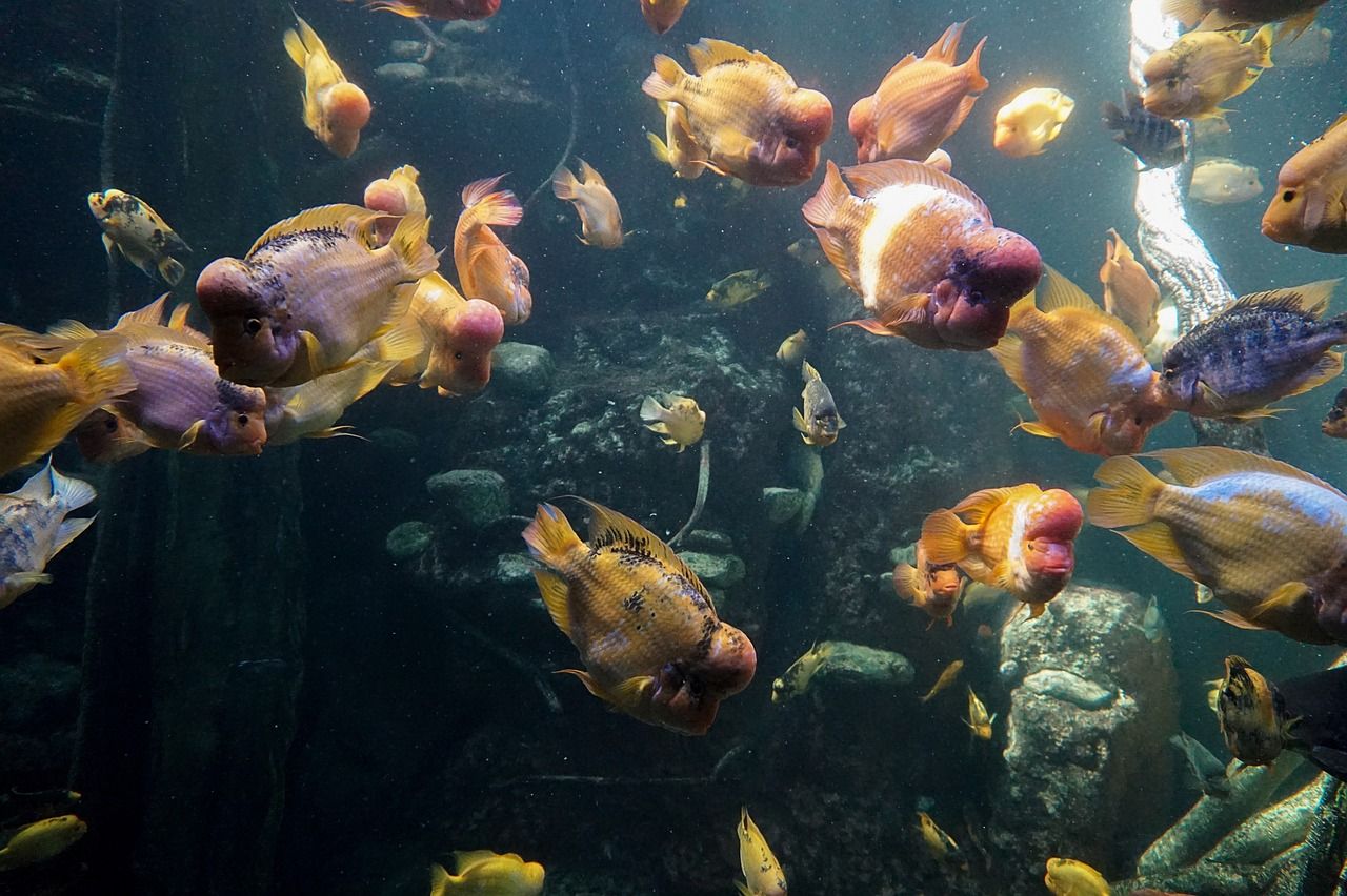 東北最好養(yǎng)的觀賞魚 東北最好養(yǎng)的觀賞魚有哪些 哥倫比亞巨暴魚苗 第2張