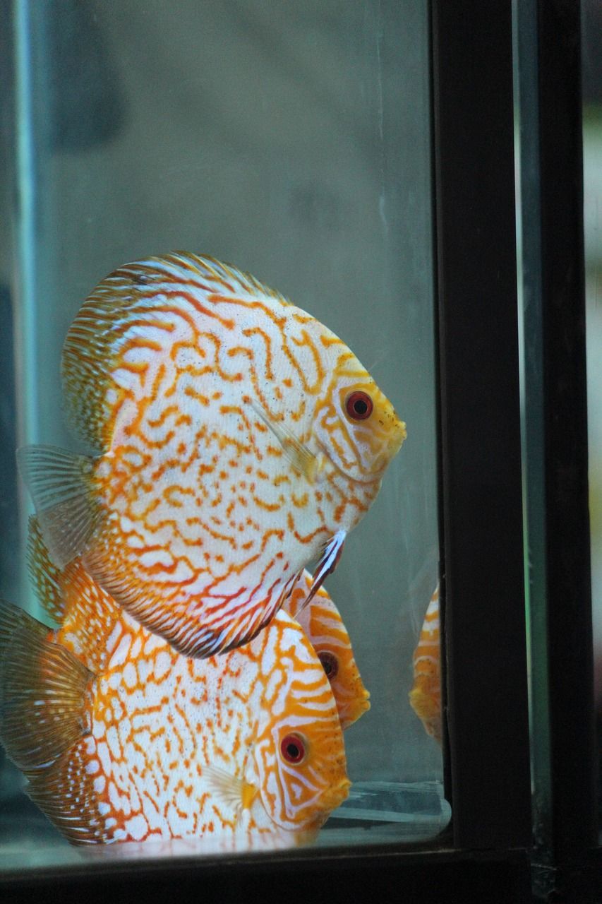 咸寧觀賞魚水族館地址電話號(hào)碼 咸寧觀賞魚水族館地址電話號(hào)碼是多少