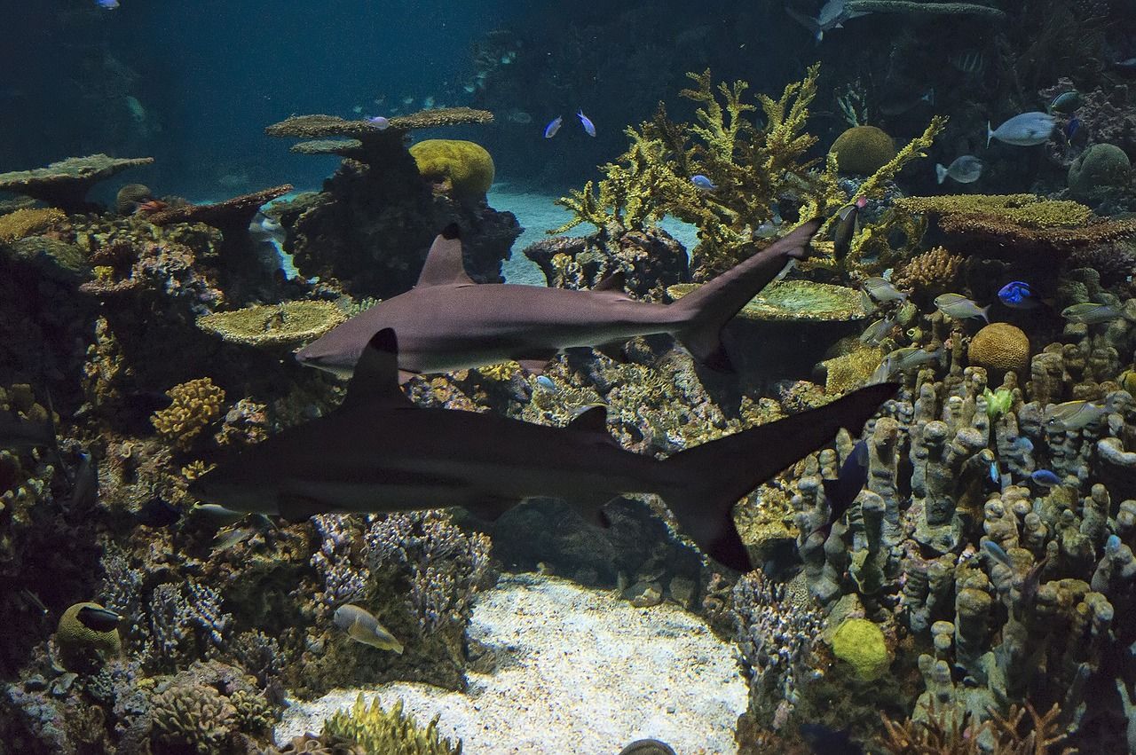 造景的水陸魚缸造景圖片欣賞大全（水陸缸造景視頻制作） 孵化器