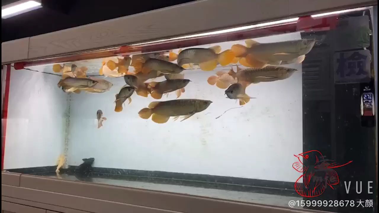 魚缸換水神器怎么安裝（魚缸換水神器怎么安裝視頻） 硝化細菌