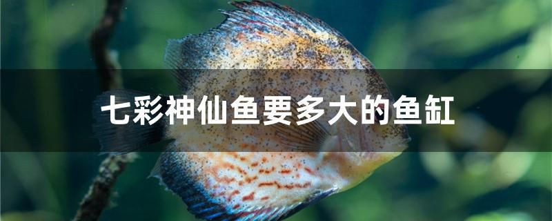 七彩神仙魚要多大的魚缸