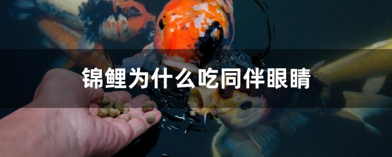 錦鯉為什么吃同伴眼睛 恐龍王魚 第1張