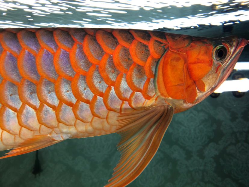 魚缸材質(zhì)種類（哪種材質(zhì)的魚缸好） 野生地圖魚 第2張