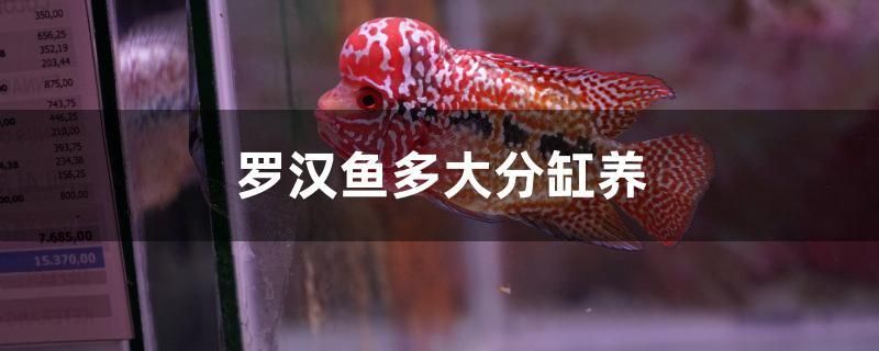 羅漢魚多大分缸養(yǎng)