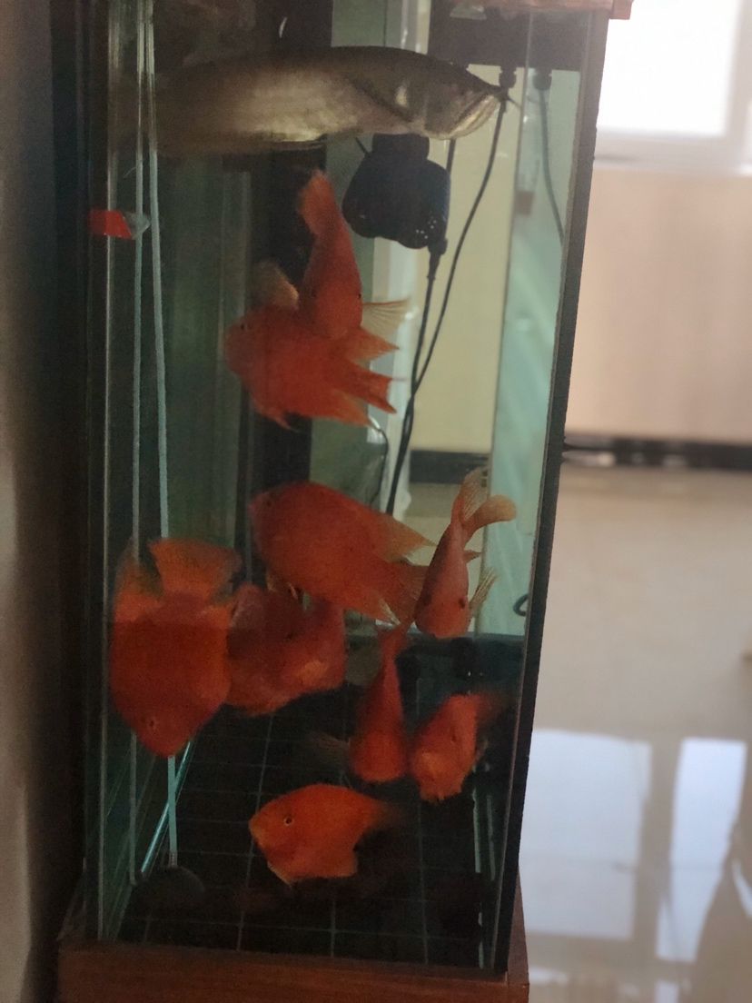 紅紅火火鸚鵡魚(yú)，水質(zhì)很重要 觀賞魚(yú)論壇 第3張