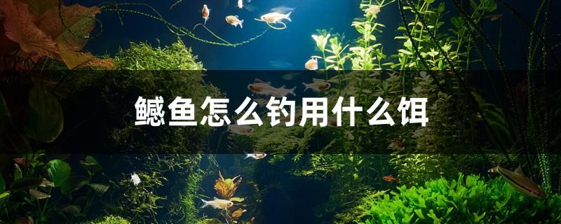 鳡魚怎么釣用什么餌 元寶鯽 第1張