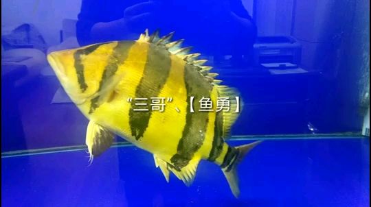 海水魚缸哪個牌子好用 海水魚缸哪個牌子好用又實(shí)惠 赤荔鳳冠魚