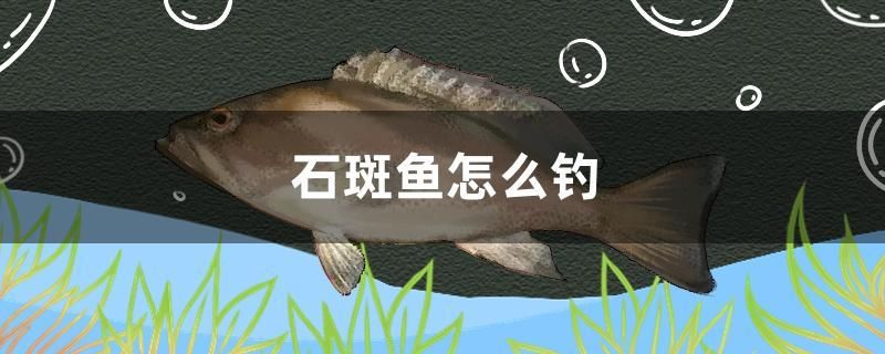 石斑魚怎么釣